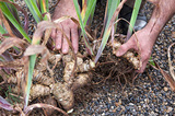 Knotweed Solutions Limited, London