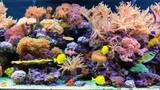 Profile Photos of Custom Aquariums