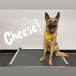 Profile Photos of KC Dawgz Dog Training Academy