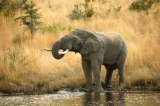 Samuels' Southern African Tours, Wynberg