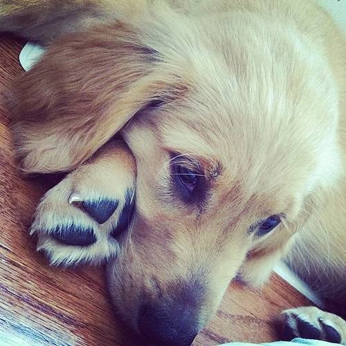  Profile Photos of Fur-Endly Pet Care 32 Peach Tree Rd - Photo 17 of 22