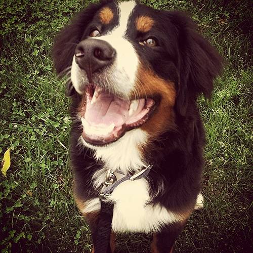 Profile Photos of Fur-Endly Pet Care 32 Peach Tree Rd - Photo 16 of 22