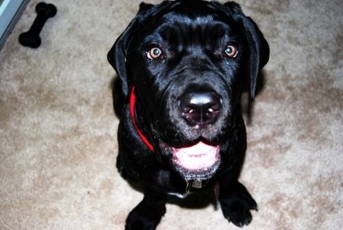  Profile Photos of Fur-Endly Pet Care 32 Peach Tree Rd - Photo 13 of 22