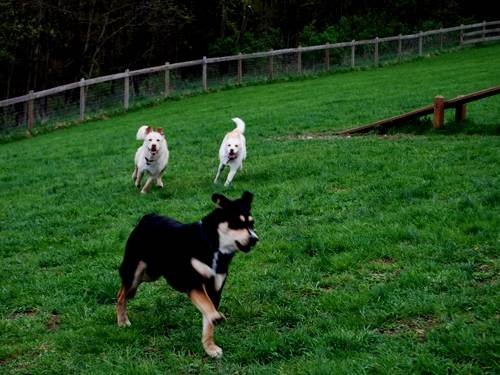  Profile Photos of Fur-Endly Pet Care 32 Peach Tree Rd - Photo 1 of 22
