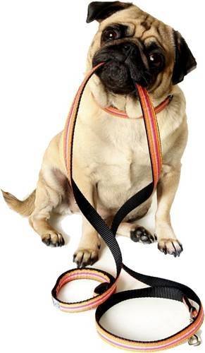  Profile Photos of Fur-Endly Pet Care 32 Peach Tree Rd - Photo 11 of 22