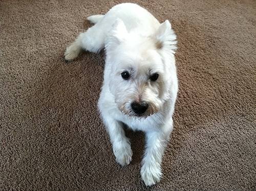  Profile Photos of Fur-Endly Pet Care 32 Peach Tree Rd - Photo 7 of 22