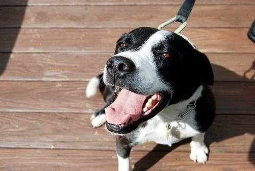  Profile Photos of Fur-Endly Pet Care 32 Peach Tree Rd - Photo 4 of 22