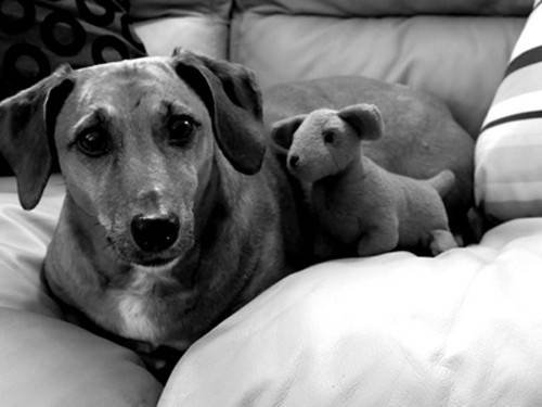  Profile Photos of Fur-Endly Pet Care 32 Peach Tree Rd - Photo 3 of 22