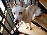  Fur-Endly Pet Care 32 Peach Tree Rd 