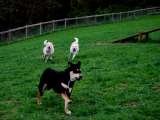  Fur-Endly Pet Care 32 Peach Tree Rd 