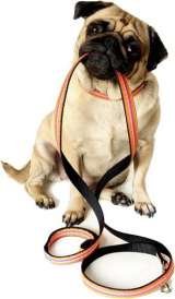 Fur-Endly Pet Care 32 Peach Tree Rd 