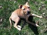  Fur-Endly Pet Care 32 Peach Tree Rd 
