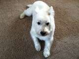  Fur-Endly Pet Care 32 Peach Tree Rd 
