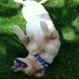  Fur-Endly Pet Care 32 Peach Tree Rd 