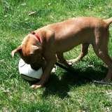 Fur-Endly Pet Care, Vernon