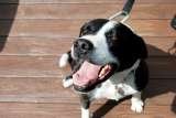 Fur-Endly Pet Care, Vernon