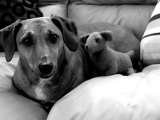 Fur-Endly Pet Care, Vernon