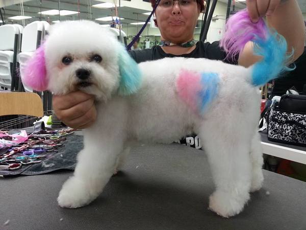  Profile Photos of Merryfield School of Pet Grooming 5040 NE 13th Ave. - Photo 19 of 19