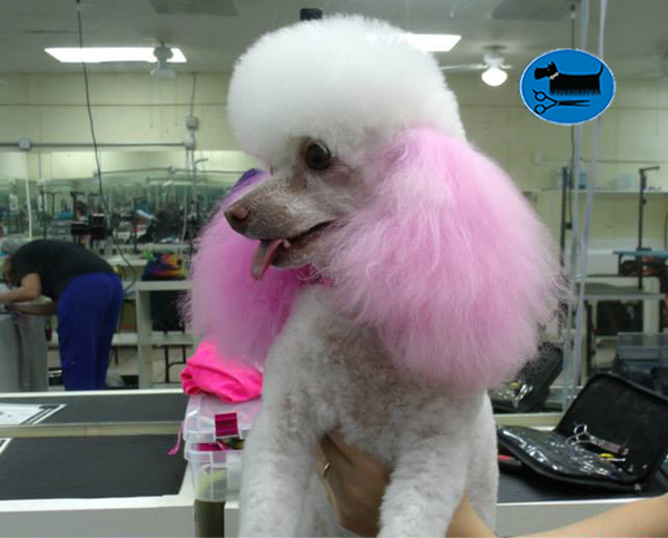  Profile Photos of Merryfield School of Pet Grooming 5040 NE 13th Ave. - Photo 18 of 19