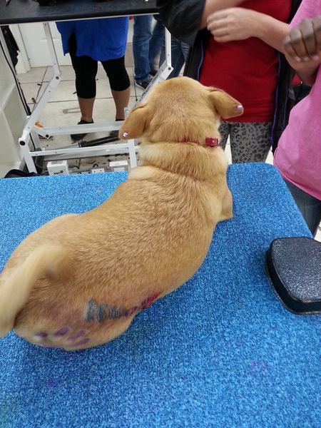  Profile Photos of Merryfield School of Pet Grooming 5040 NE 13th Ave. - Photo 14 of 19