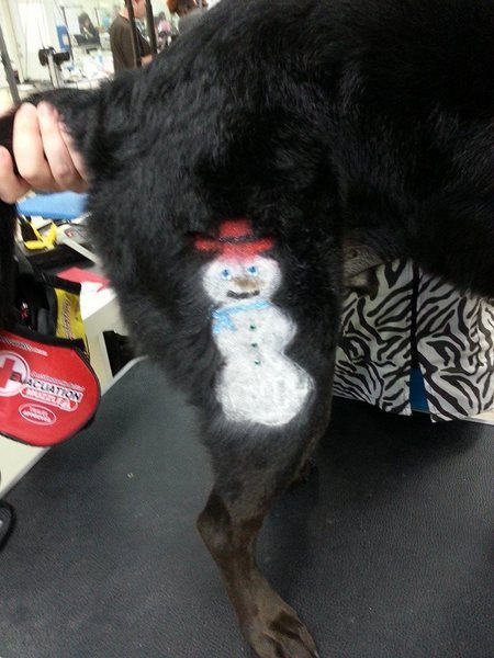  Profile Photos of Merryfield School of Pet Grooming 5040 NE 13th Ave. - Photo 13 of 19