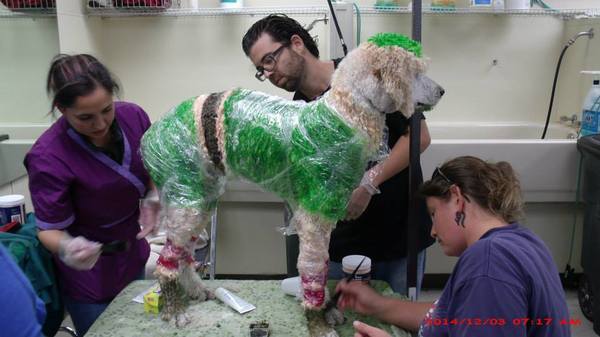  Profile Photos of Merryfield School of Pet Grooming 5040 NE 13th Ave. - Photo 10 of 19