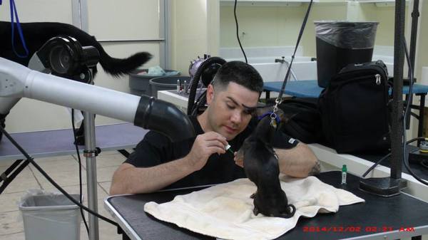  Profile Photos of Merryfield School of Pet Grooming 5040 NE 13th Ave. - Photo 9 of 19