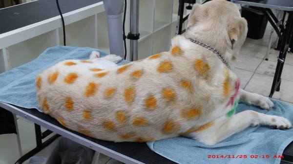  Profile Photos of Merryfield School of Pet Grooming 5040 NE 13th Ave. - Photo 8 of 19