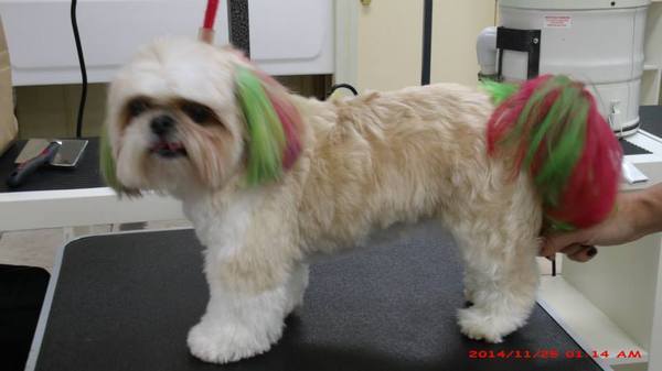  Profile Photos of Merryfield School of Pet Grooming 5040 NE 13th Ave. - Photo 6 of 19