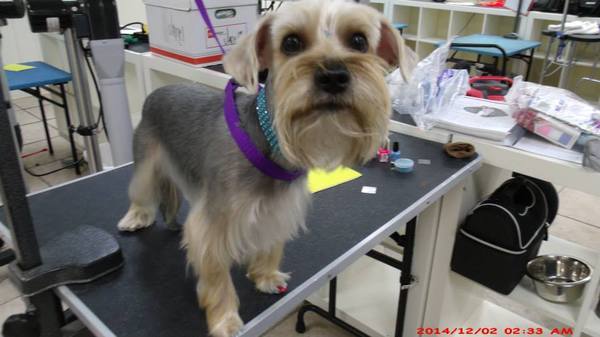  Profile Photos of Merryfield School of Pet Grooming 5040 NE 13th Ave. - Photo 4 of 19