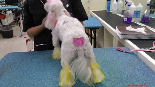  Profile Photos of Merryfield School of Pet Grooming 5040 NE 13th Ave. - Photo 2 of 19