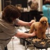 Merryfield School of Pet Grooming, Oakland Park