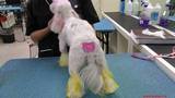 Merryfield School of Pet Grooming, Oakland Park