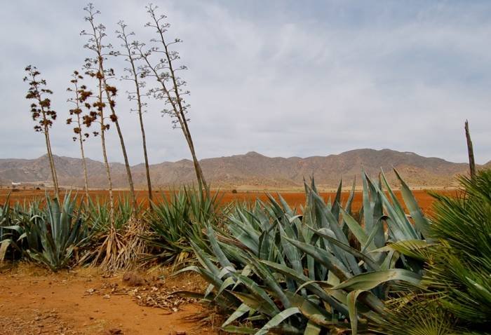  Profile Photos of Cabo de Gata Photography Calle Algaida - Photo 10 of 18