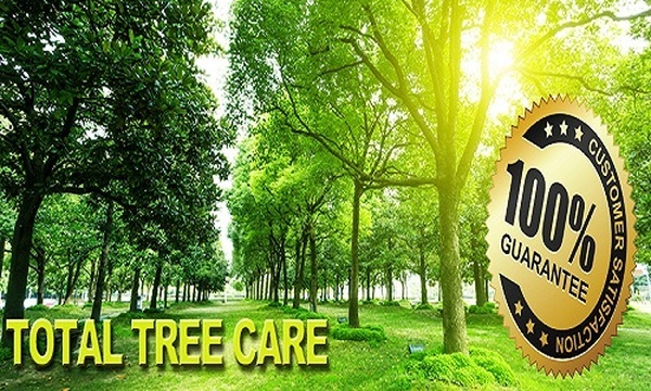  Pricelists of Tree service Dallas 6125 Luther Ln #422, - Photo 1 of 1