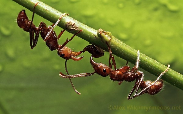  Profile Photos of Falls Pest Control 19 Debussy Pl - Photo 3 of 4
