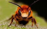 Falls Pest Control, Cranebrook