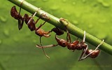Falls Pest Control, Cranebrook