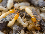 Falls Pest Control, Cranebrook