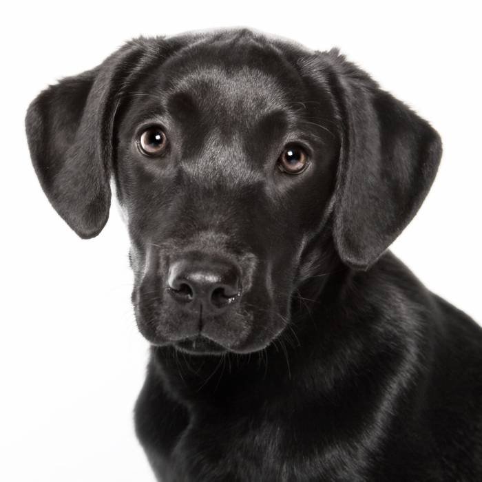  Profile Photos of Dog Walking In Romford 8 Chestnut Avenue - Photo 2 of 2