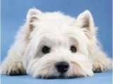 Dog Walking In Romford, Hornchurch