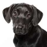 Dog Walking In Romford, Hornchurch