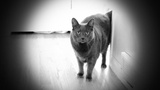  Unique Pet Care 1326 South Kline Street 