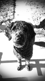  Unique Pet Care 1326 South Kline Street 