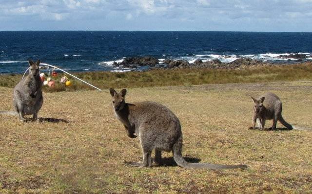  Profile Photos of King Island Holiday Accommodation 125 The Esplanade - Photo 4 of 6