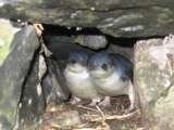 King Island Holiday Accommodation, Naracoopa