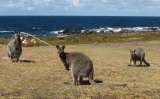 King Island Holiday Accommodation, Naracoopa