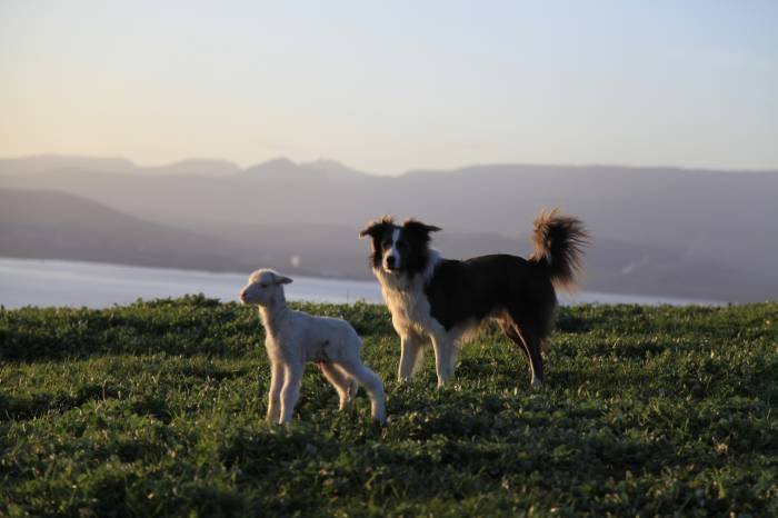  Profile Photos of Bruny Island Accommodation Services 209 Simpsons Bay Rd - Photo 22 of 25