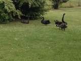  Bruny Island Accommodation Services 209 Simpsons Bay Rd 