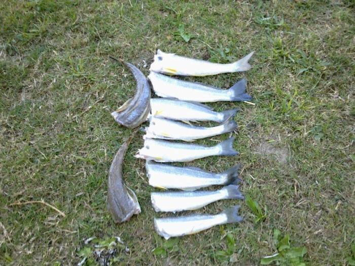  Profile Photos of LEARN THE BASICS OF BEACH FISHING Sunpatch prd - Photo 4 of 9
